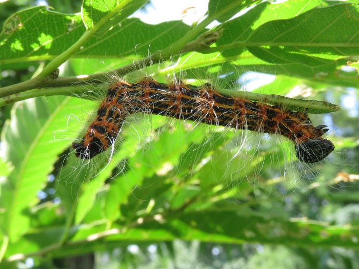 ツマキシャチホコの幼虫大当たり 写ればおっけー コンデジで虫写真 ツマキシャチホコの幼虫大当たり 写ればおっけー コンデジで虫写真