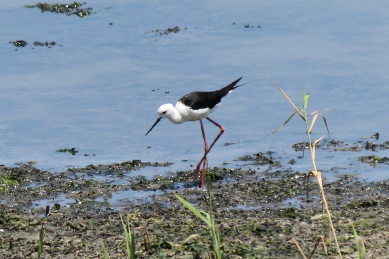 干潟の野鳥_a0127090_17483295.jpg