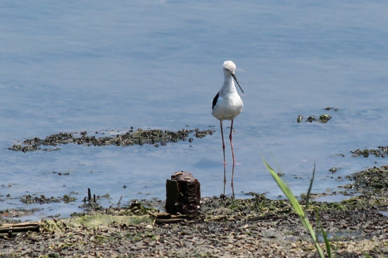 干潟の野鳥_a0127090_17484955.jpg