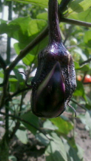 f0168392_22485535.jpg