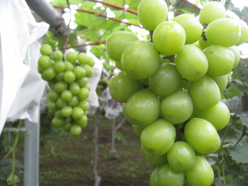 夏の葡萄。収穫が始まりました。_f0018099_6273593.jpg