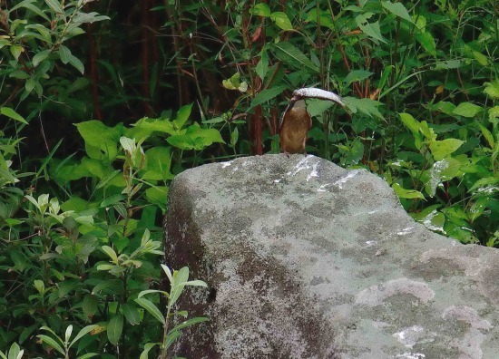 今日のカワセミ（7/31）　子どものひとり立ち、そして赤潮発生_c0315700_19255426.jpg