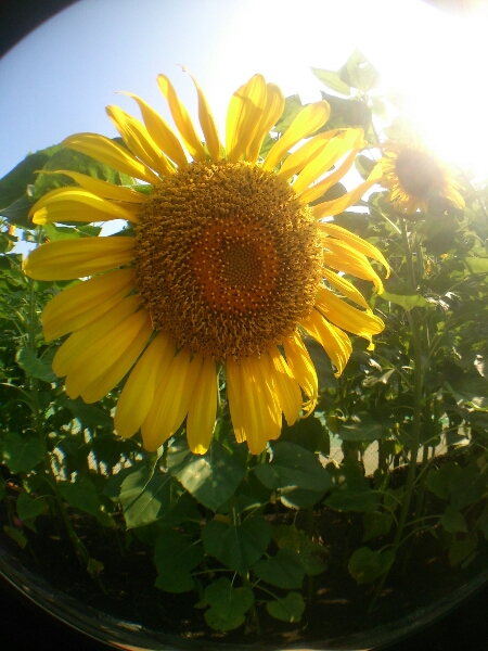 SUNFLOWER @HIBIYAPARK_b0134907_8522873.jpg