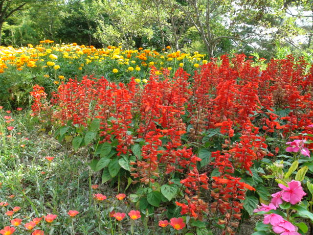 今治市の市民の森の夏の花や実等…2014・7・31_f0231709_16403934.jpg