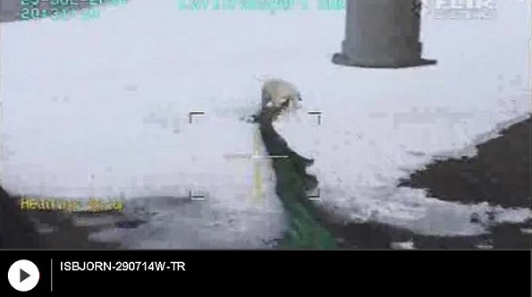 ノルウェー、スヴァールバル諸島で廃棄物の漁網にからまれて動けないホッキョクグマが発見される_a0151913_053981.jpg