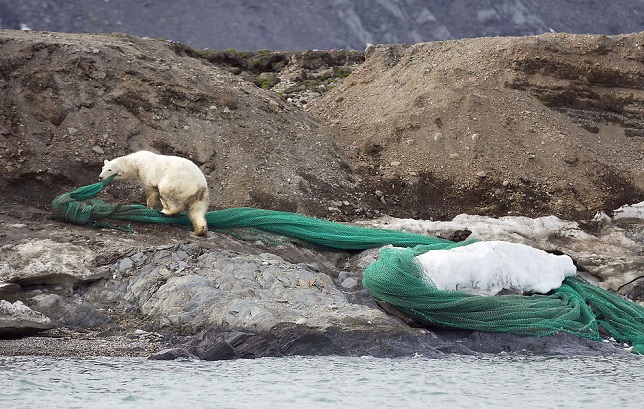 ノルウェー、スヴァールバル諸島で廃棄物の漁網にからまれて動けないホッキョクグマが発見される_a0151913_1224381.jpg