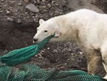 ノルウェー、スヴァールバル諸島で廃棄物の漁網にからまれて動けないホッキョクグマが発見される_a0151913_13143698.jpg