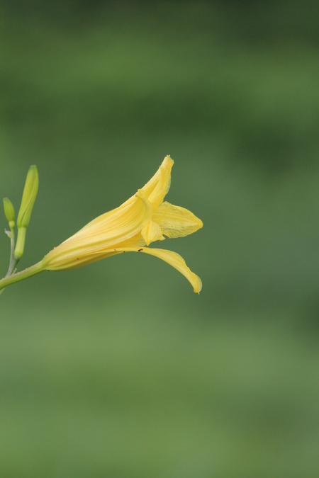 キスゲ～飯綱高原夏の花_a0315813_18364995.jpg