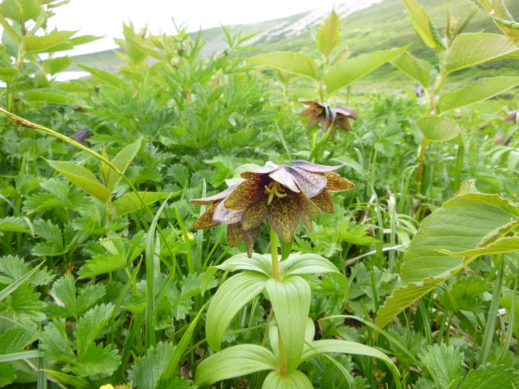 花の百名山　白山 (2,702.2M)  に登る_d0170615_11364191.jpg