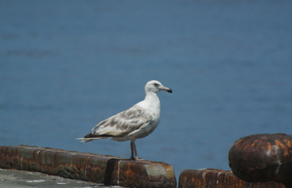 銚子漁港のカモメ Common gull_f0206939_1848086.jpg