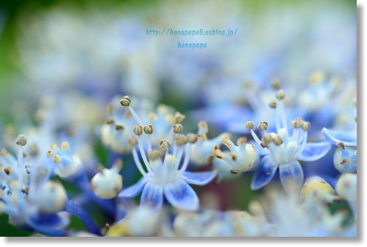 hydrangea_a0145741_21145144.jpg