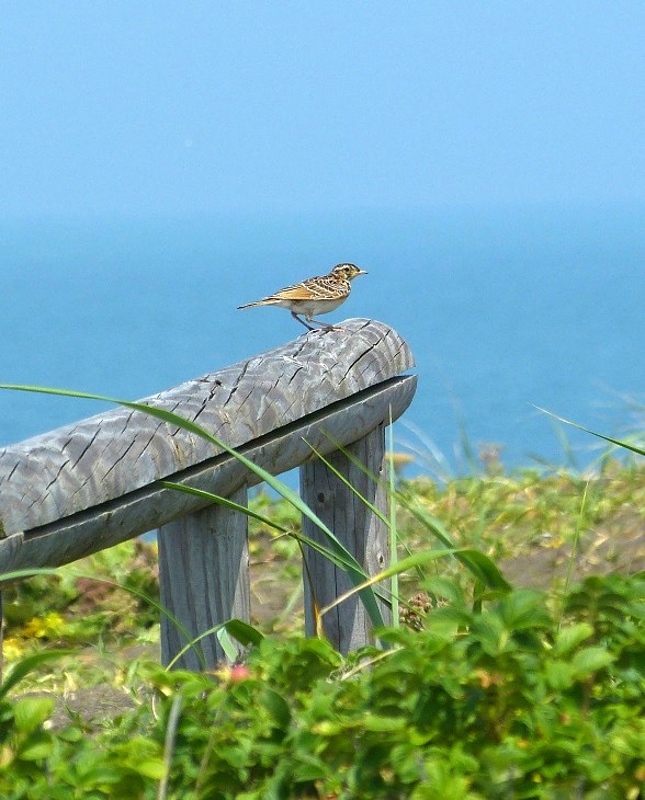 ワッカ原生花園の野鳥_a0114742_09544970.jpg