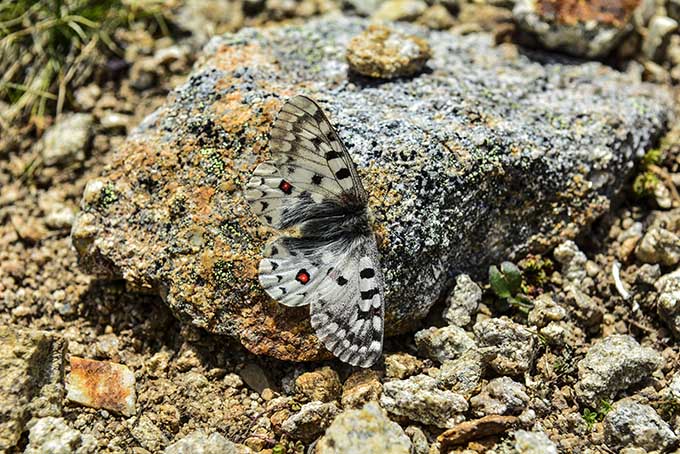 パルナシウス・アッコ・ゴエルグネリ（チベット産、オス） パルナシウス・アッコ・ゴエルグネリ（チベット産、オス