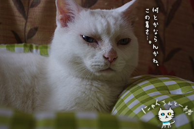 猫は暑さに強いは嘘?ほんと?_e0031853_21443691.jpg