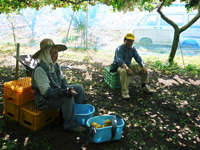 熊本梨　本藤果樹園　こだわりの樹上完熟梨「幸水」本日初出荷!!_a0254656_16495220.jpg