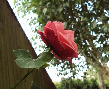 e0010856_23502068.jpg