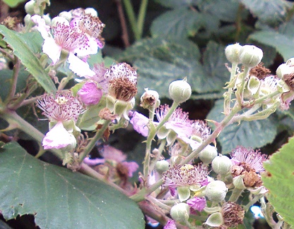 e0010856_2358390.jpg