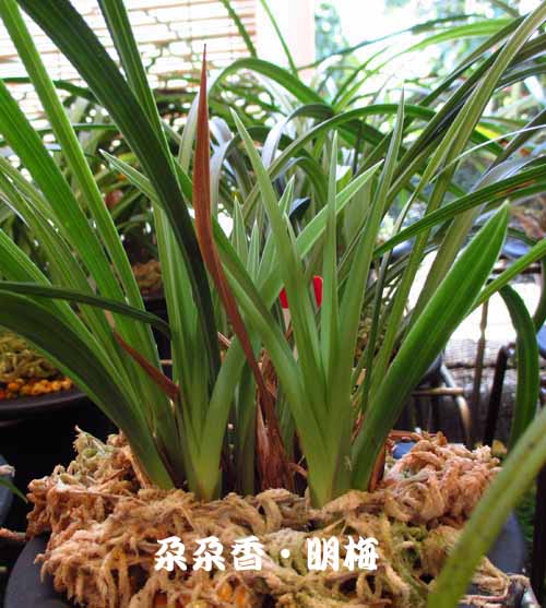 春蘭の新芽　　　　　　　　　　　　　　　　　　　　　　　　Ｎｏ．１４２０_d0103457_229128.jpg
