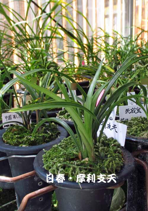 春蘭の新芽　　　　　　　　　　　　　　　　　　　　　　　　Ｎｏ．１４２０_d0103457_2291744.jpg