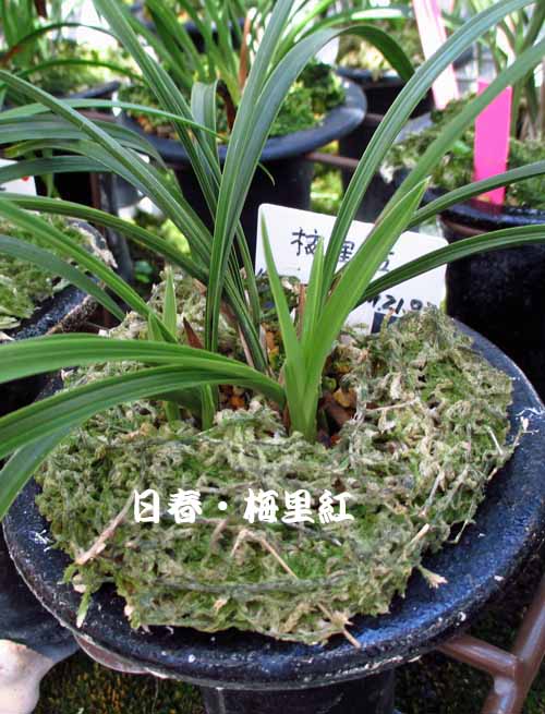 春蘭の新芽　　　　　　　　　　　　　　　　　　　　　　　　Ｎｏ．１４２０_d0103457_229930.jpg