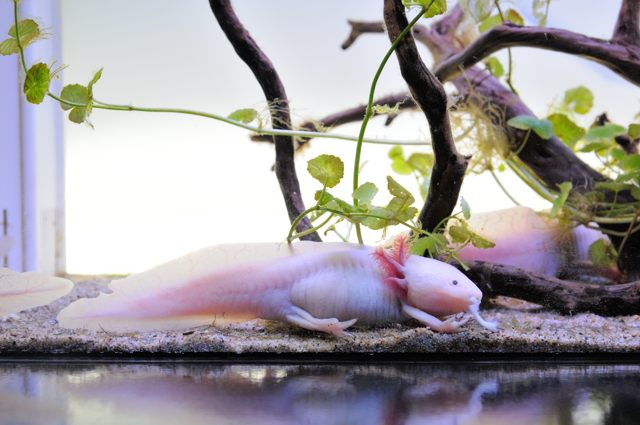 水から陸へ 両生類の世界 蜜蜂的写真日記 水から陸へ 両生類の世界 蜜蜂的写真日記