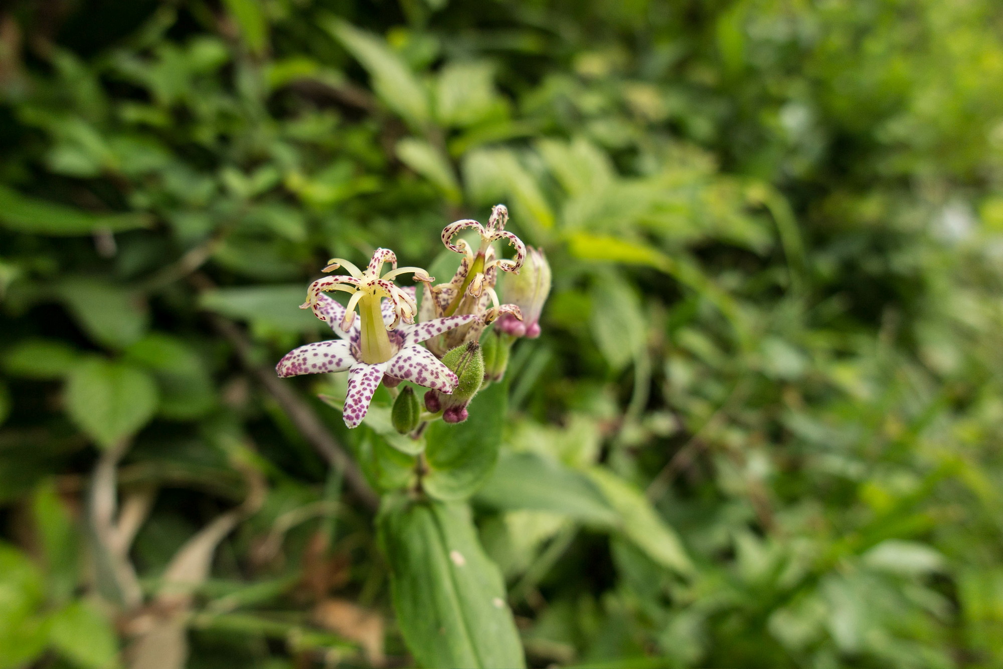 深入山の花々・三_e0015567_2138728.jpg