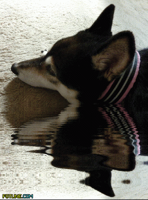 b0085874_22023340.gif