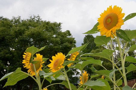 向日葵に癒されて・体調管理_c0229483_1711113.jpg