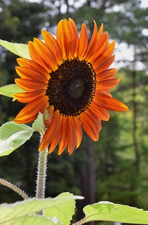 c0229483_1785433.jpg