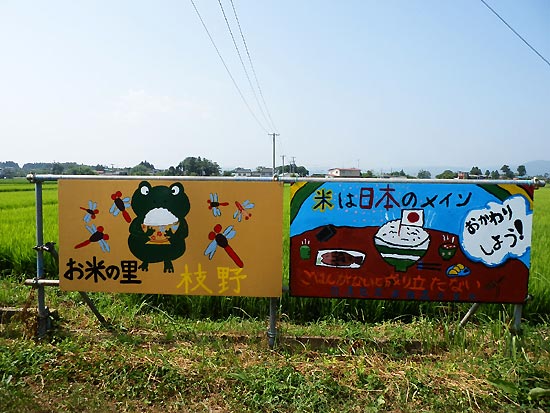 7月31日の田んぼ(上目黒小・枝野小)_d0247484_16222562.jpg