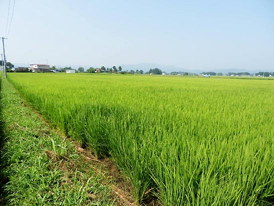 7月31日の田んぼ(上目黒小・枝野小)_d0247484_16303185.jpg