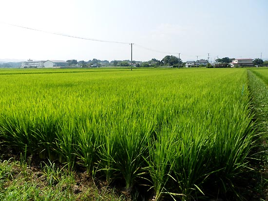 7月31日の田んぼ(上目黒小・枝野小)_d0247484_16305925.jpg
