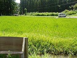 7月31日の田んぼ(月光原小・西根小)_d0247484_16392230.jpg