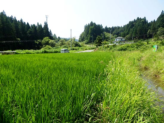 7月31日の田んぼ(月光原小・西根小)_d0247484_16394951.jpg