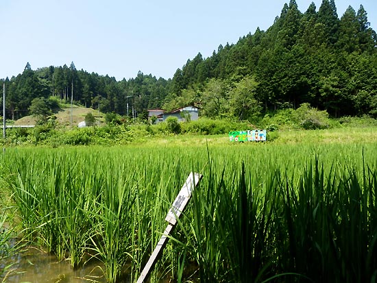 7月31日の田んぼ(月光原小・西根小)_d0247484_16401583.jpg