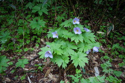 c0168986_16153777.jpg