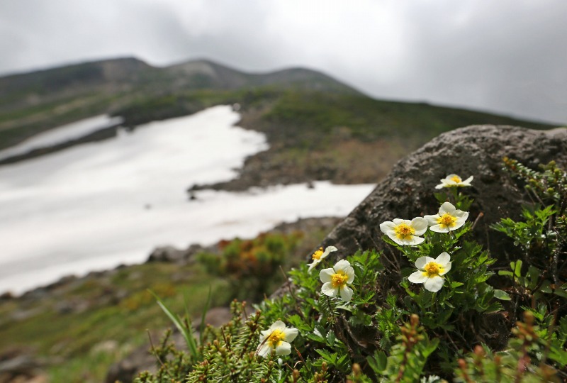 乗鞍岳の花　その1_f0000789_8332514.jpg