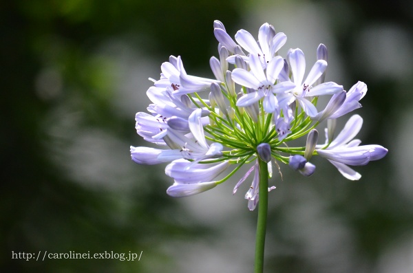 ガーデニング　夏　　Gardening in Summer_d0025294_16514418.jpg