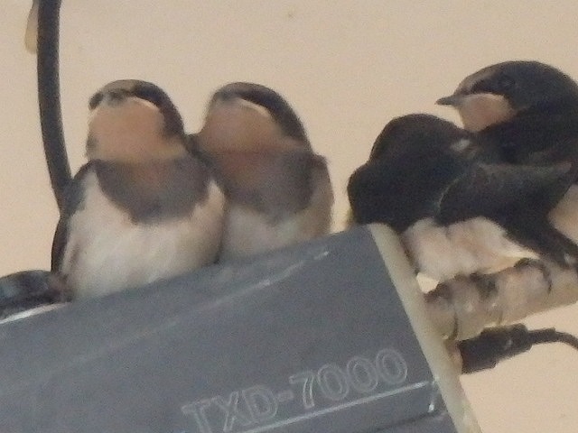 a0146295_1704292.jpg