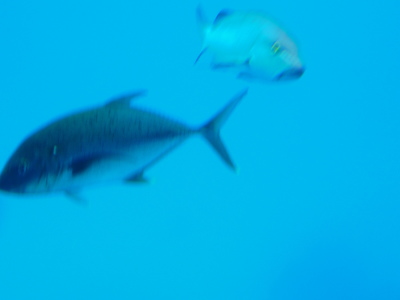 a0009196_1158115.jpg