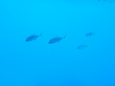 a0009196_1204776.jpg