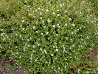 c0151898_16115847.jpg