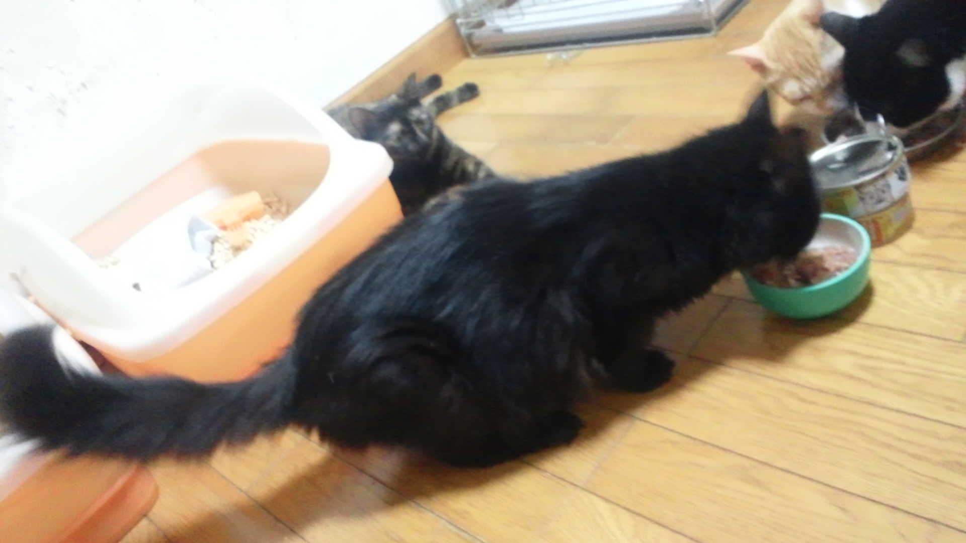 7/27 さいわい会館里親会_f0242002_1665053.jpg