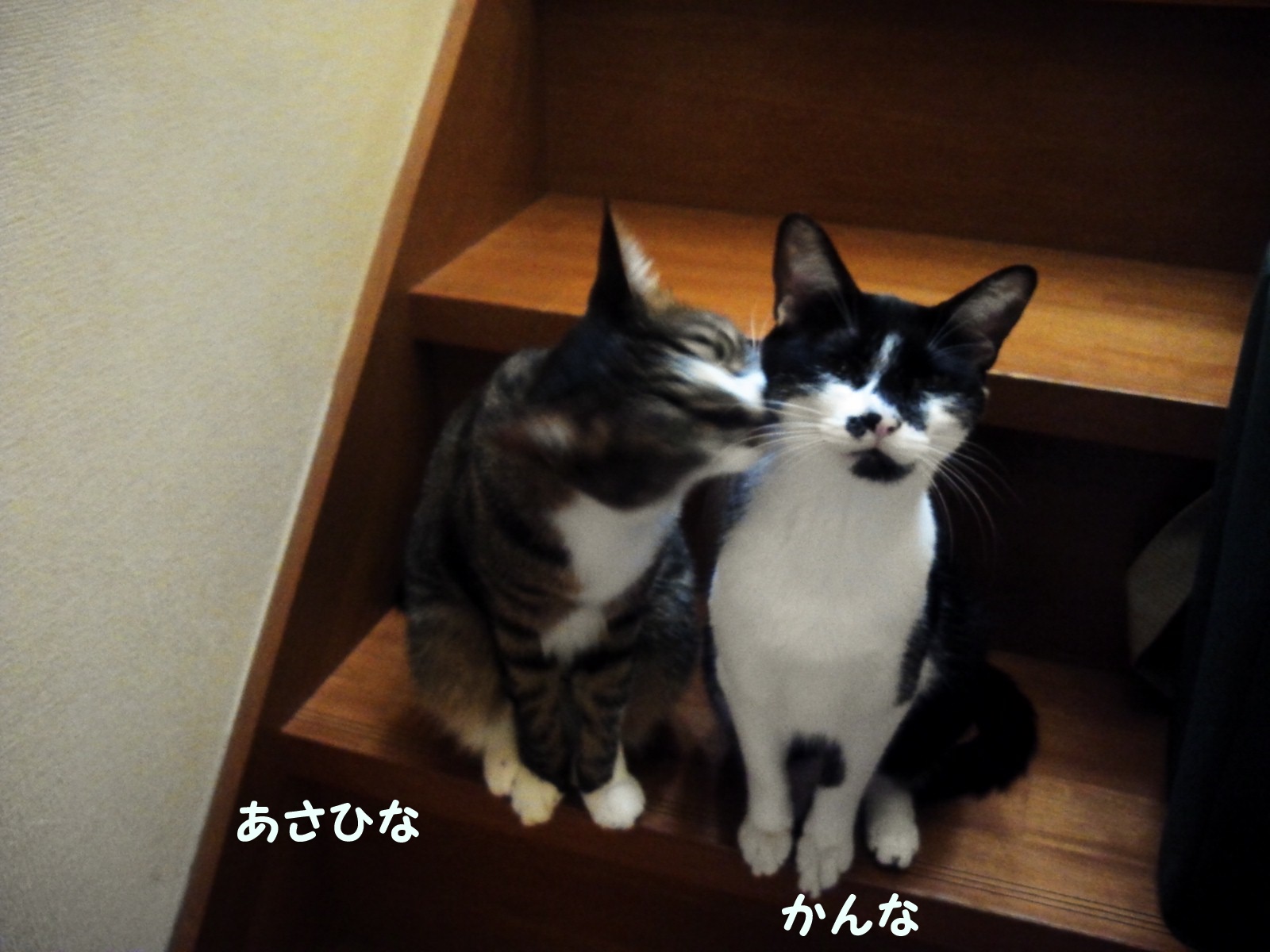 7/27 さいわい会館里親会_f0242002_20153855.jpg