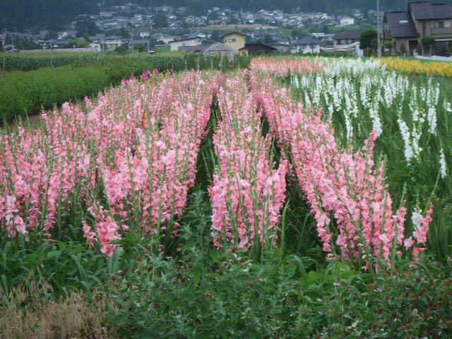 夏の風景_c0085508_6205762.jpg