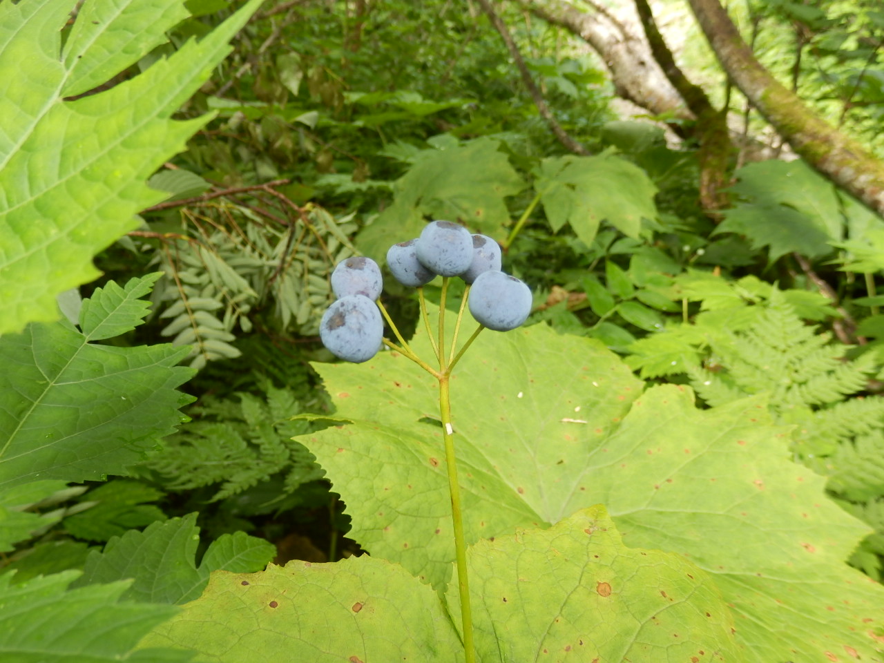 f0219710_1444795.jpg