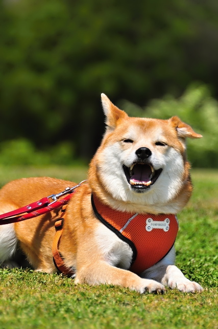 迷子犬ハウルを探しています 湘南発 韓わん生活 ハウル捜索情報版