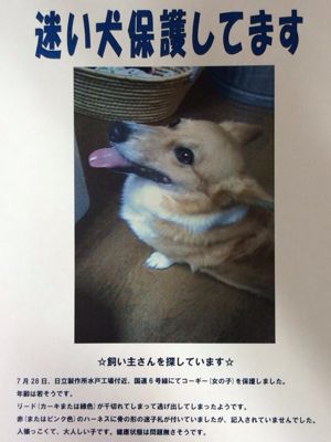 迷子さんです！飼い主さんを探しています。_f0348314_20113475.jpg