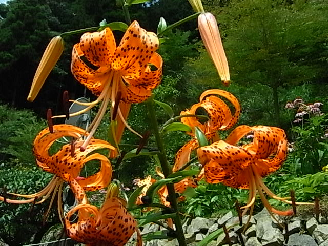 たまにゃ　わからん花が咲く　８月１日（金）　くもり_f0341616_732635.jpg