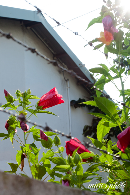 c0037519_66505.jpg